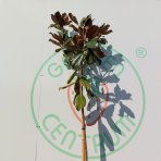 Magnólia veľkokvetá (Magnolia grandiflora) ´GALLISONIENSIS´ - výška 250-270 cm, kont. C25L, obvod kmeňa 6/8 cm - NA KMIENKU